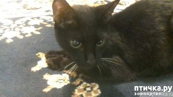 ����: ������ �����