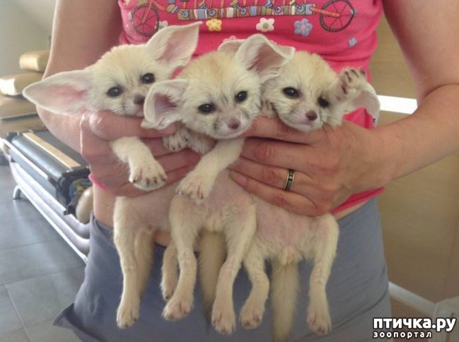 ���� 5: ����� - ������� ��� �������