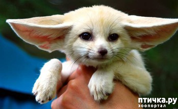 ����: ����� - ������� ��� �������