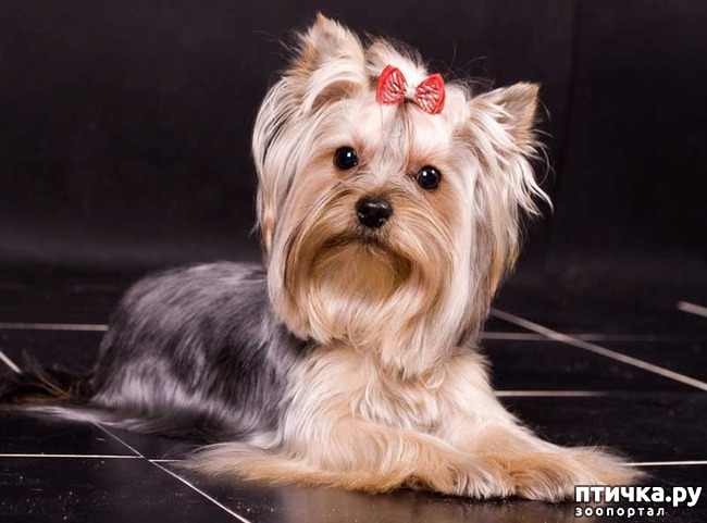 ���� 4: ������ ������