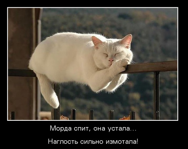 ���� 11: ����������� � �������: ���� �����!!!