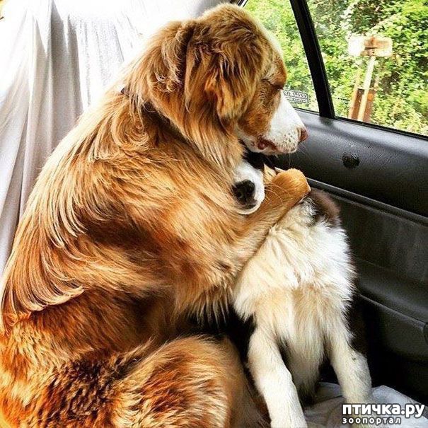 фото 5: Вот как выглядят неразлучные друзья