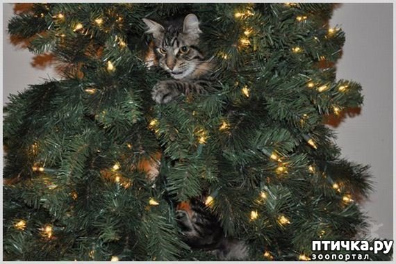 фотография 17: Котэ против ёлок. фото 17: Котэ против ёлок.