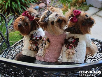 ����: ������ ������� � ������� �������)))