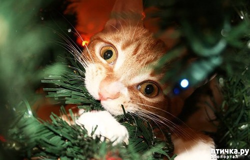 ���� 21: ���� ������ ����.