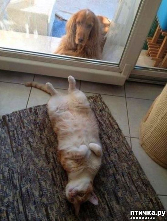 фотография 14: Кошки просятся домой))) фото 14: Кошки просятся домой)))