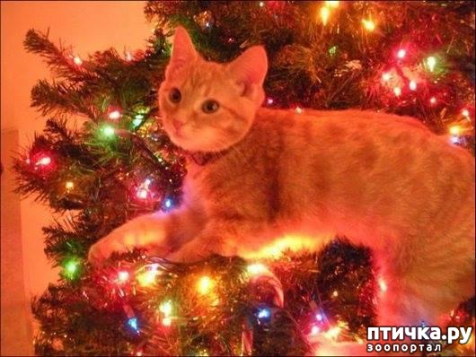 фотография 32: Котэ против ёлок. фото 32: Котэ против ёлок.