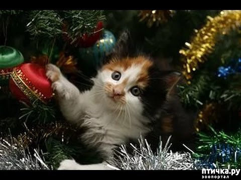 фотография 34: Котэ против ёлок. фото 34: Котэ против ёлок.