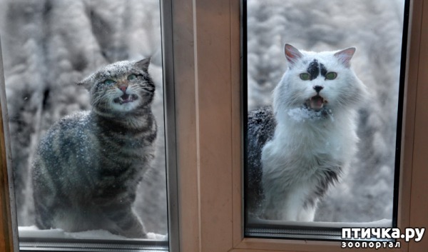 фотография 16: Кошки просятся домой))) фото 16: Кошки просятся домой)))