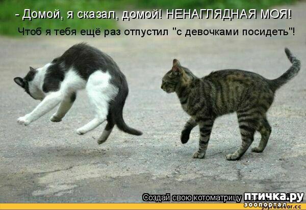 фотография 17: Кошки просятся домой))) фото 17: Кошки просятся домой)))