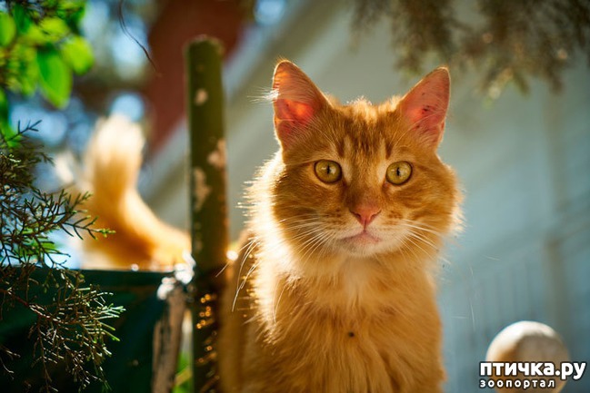 ���� 1: ��������� ����)))