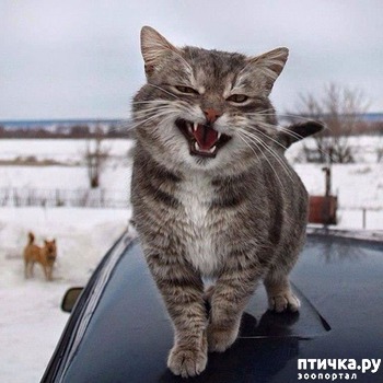 ����: ��� ������