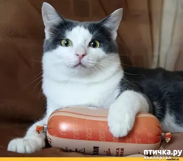 ���� 2: ��������� ����)))