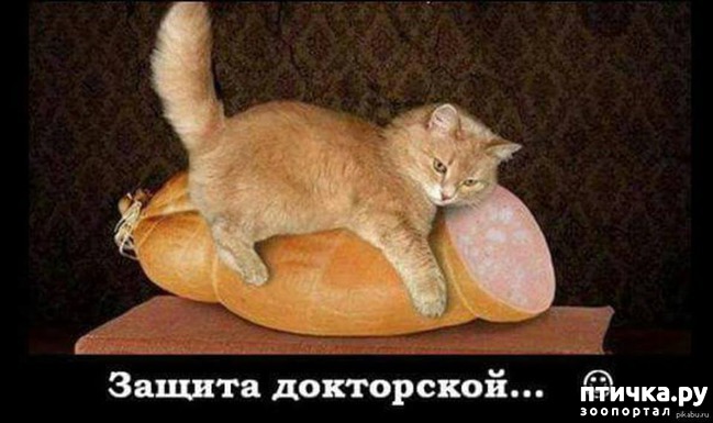 ���� 3: ��������� ����)))