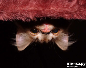 ����: ��� - �������� (� ����� �� ����)