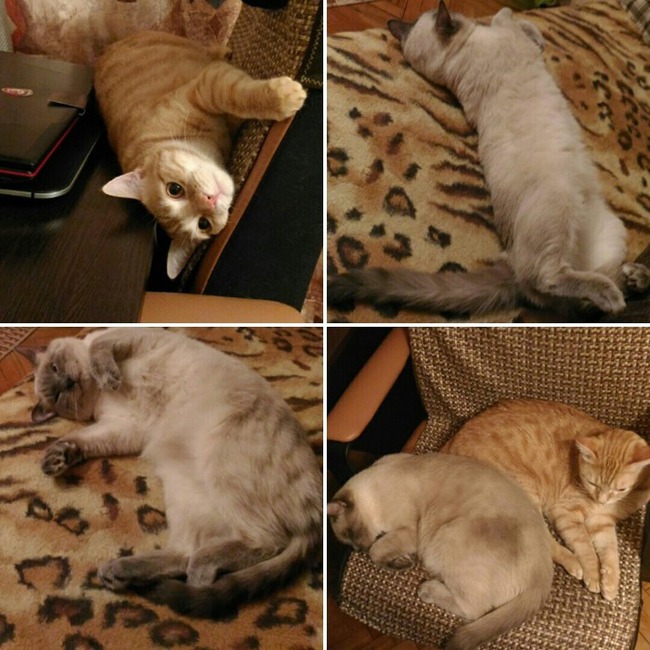 ���� 12: �����������: ���� � ������� ������� ������, � ���� - � � ��������!!!