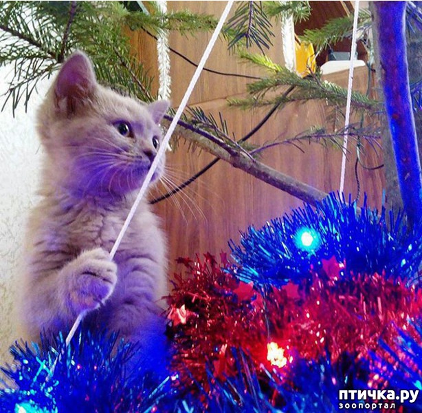 фотография 8: Котэ против ёлок. фото 8: Котэ против ёлок.