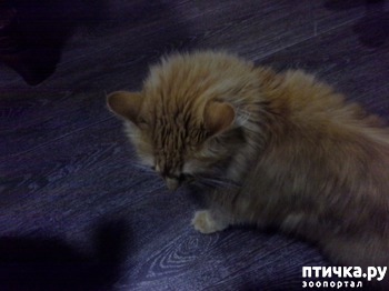 ����: ����� ������� �������