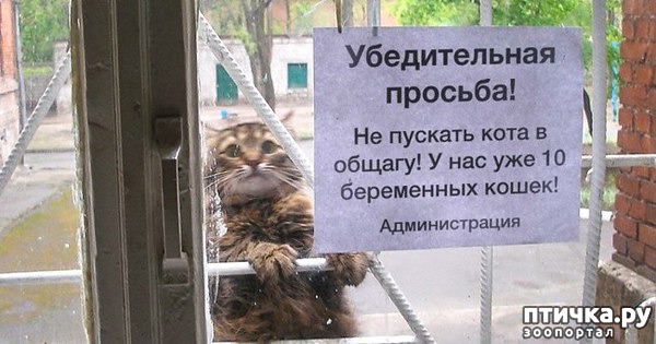 фотография 7: Кошки просятся домой))) фото 7: Кошки просятся домой)))