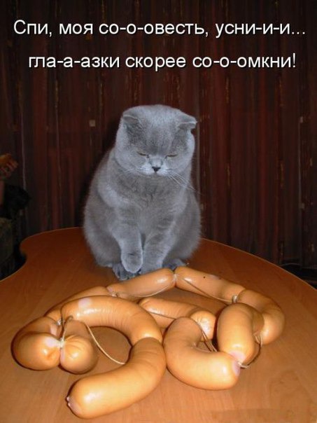 фотография 1: Котовторник: Царство спящих котов! фото 1: Котовторник: Царство спящих котов!