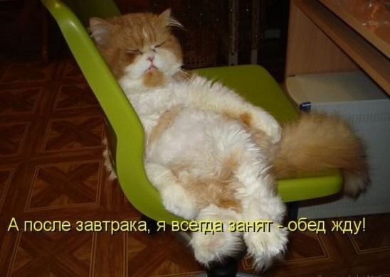 фотография 3: Котовторник: Царство спящих котов! фото 3: Котовторник: Царство спящих котов!