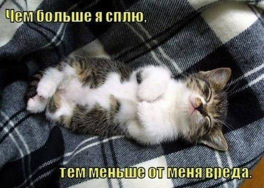 фотография 4: Котовторник: Царство спящих котов! фото 4: Котовторник: Царство спящих котов!