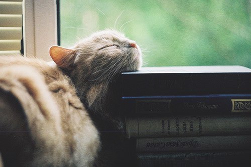 фотография 10: Котовторник: Царство спящих котов! фото 10: Котовторник: Царство спящих котов!