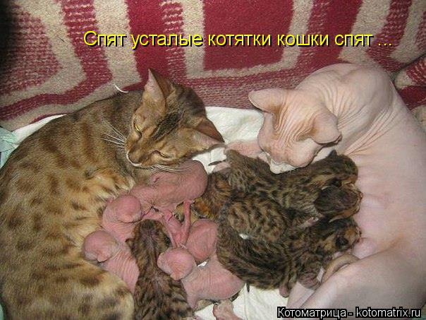 фотография 11: Котовторник: Царство спящих котов! фото 11: Котовторник: Царство спящих котов!
