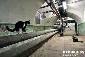 ����: ���� �������� (�����������)