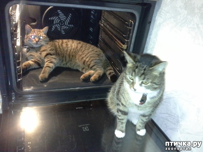 ���� 3: �������� ������, ��� �������)))