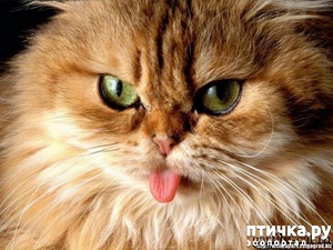 ����: � �� ����� ��������� ����� ��������?