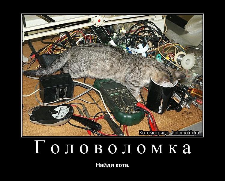 чей кот. ищут кота. кот с надписью. котик ищет. внимание найден кот.