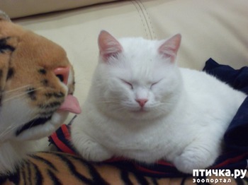 фотография: Мася, первая и старшая кошка в доме. фото: Мася, первая и старшая кошка в доме.