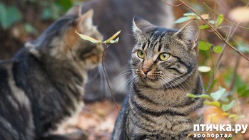 ����: ��������� ��� � ������� ��������))