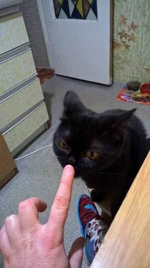 ����: ���������