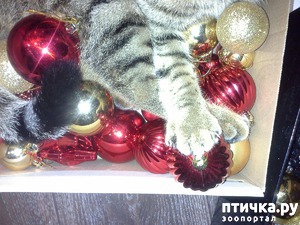 ����: ����� ���� ��������