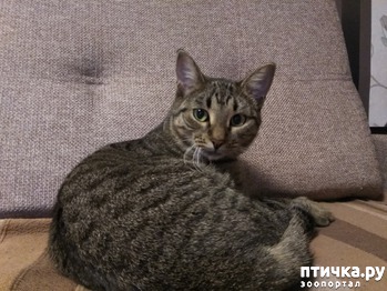 фотография: У нас пополнение в семье!!! Приёмная котодочь! фото: У нас пополнение в семье!!! Приёмная котодочь!