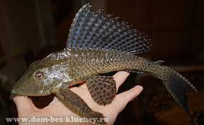 ���� 1: ���������������