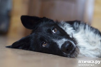 фотография: Альфа. Бородатое счастье в добрые руки! фото: Альфа. Бородатое счастье в добрые руки!