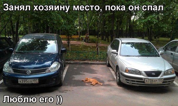 фотография 1: Занял место хозяину фото 1: Занял место хозяину