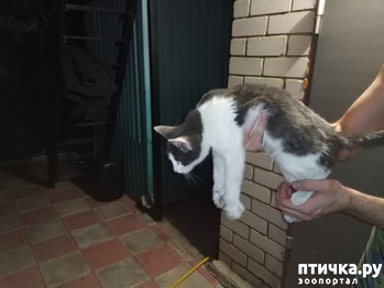 ����: �����������