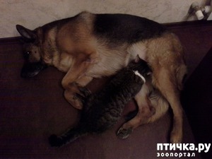 ����: ����