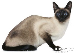 ����: ����