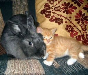 ����: ����� �...