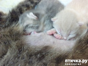 фото: История рождения Рыжика и его сестры.