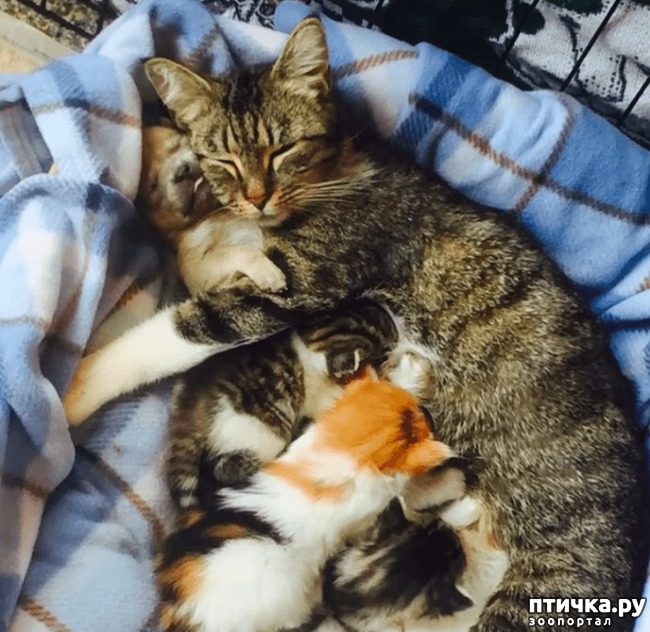 ���� 4: ������ �� ��� ����: ������� ����� ������� ������������ �������