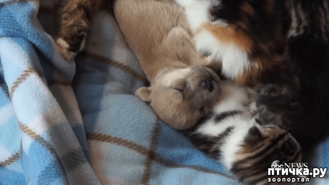 ���� 5: ������ �� ��� ����: ������� ����� ������� ������������ �������