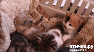 ����: ������ �� ��� ����: ������� ����� ������� ������������ �������