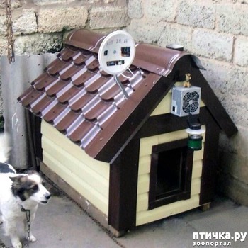 фотография: Вот что значит счастливая собака))) фото: Вот что значит счастливая собака)))