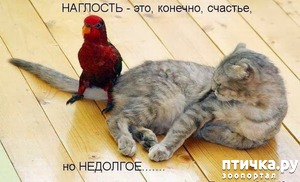 фотография: Котоматрица: Кошки и... фото: Котоматрица: Кошки и...